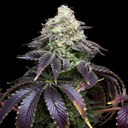 🎁 Biscotti Seeds (100% off) - Premium Cultivars
