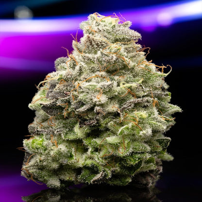 Biscotti Seeds - Premium Cultivars