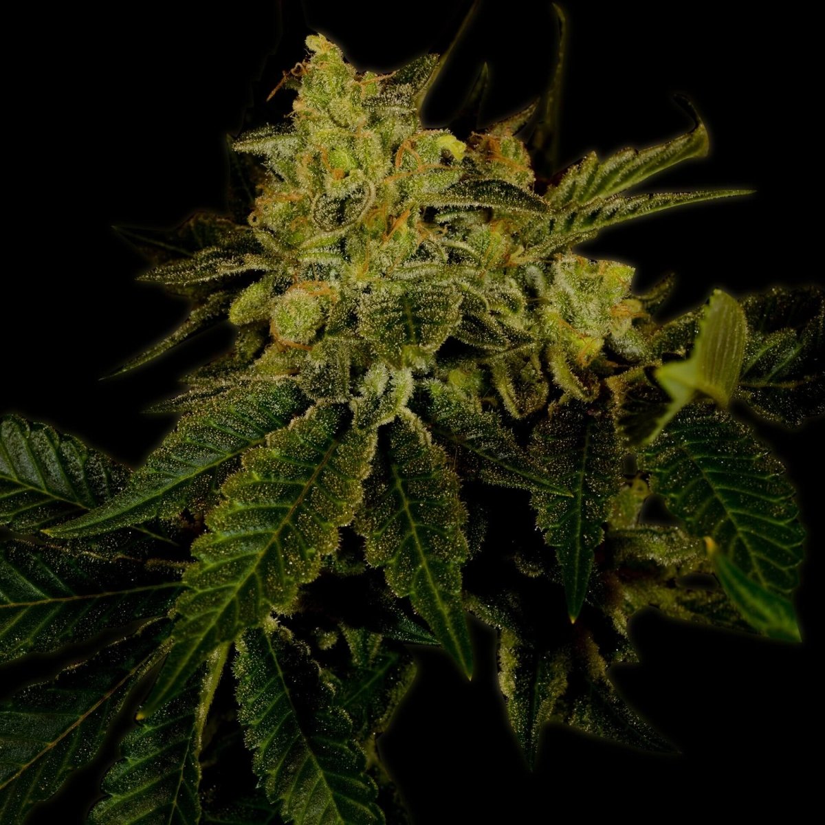 Black Domina Strain Feminized Cannabis Plant