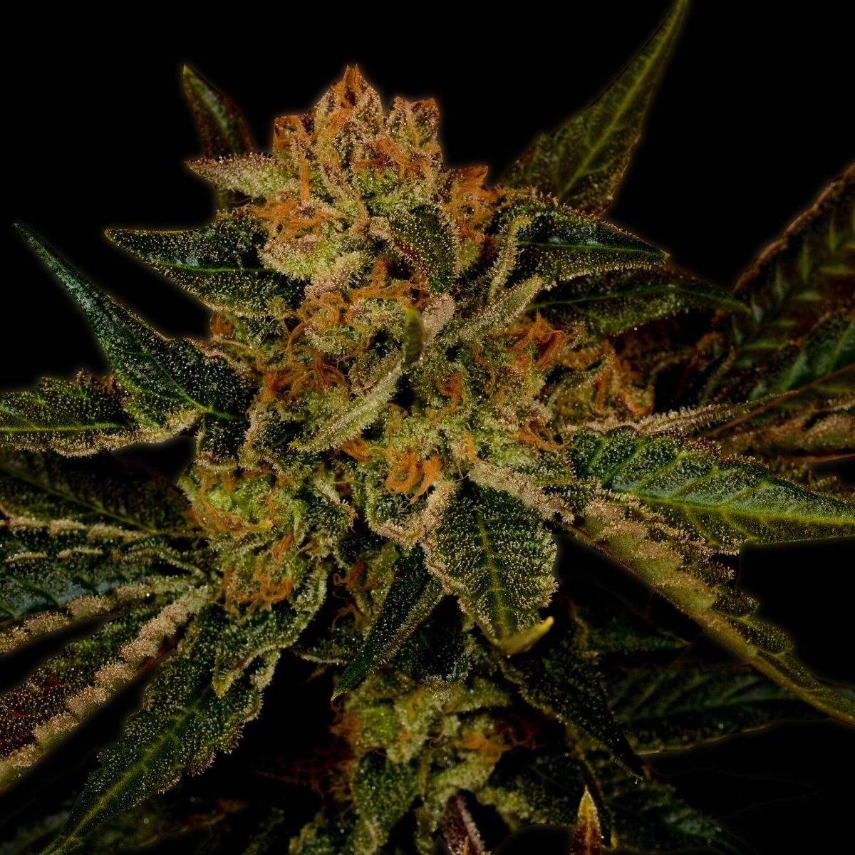 🎁 Black Jack Seeds (100% off) - Premium Cultivars