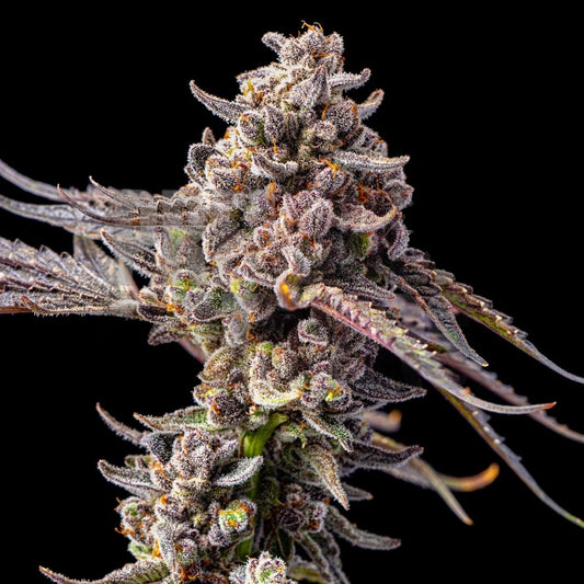 🎁 Black Mamba Seeds (100% off) - Premium Cultivars