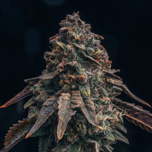 🎁 Black Runtz Seeds (100% off) - Premium Cultivars