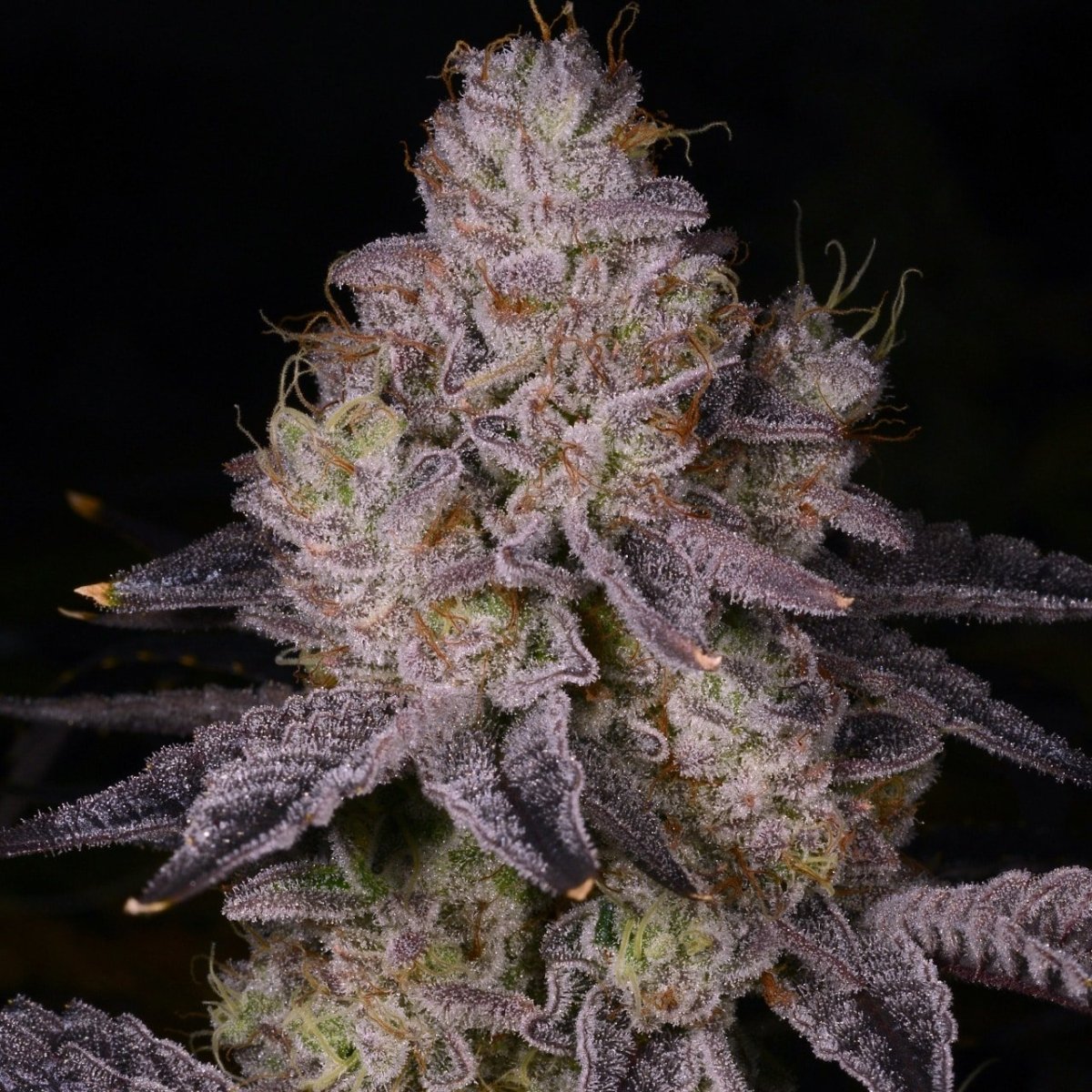 🎁 Black Truffle Seeds (100% off) - Premium Cultivars