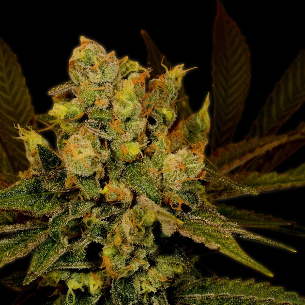 Black Widow Feminized Cannabis Plant