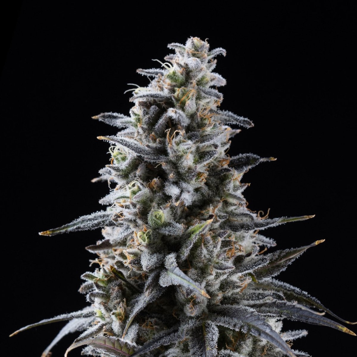 🎁 Blackberry Kush Seeds (100% off) - Premium Cultivars
