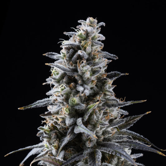 Blackberry Kush Seeds