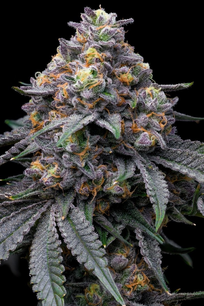 Blackberry Moonrocks Plant