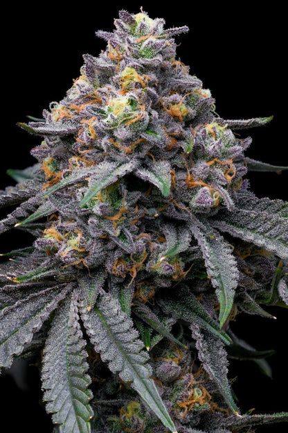 Blackberry Moonrocks Plant