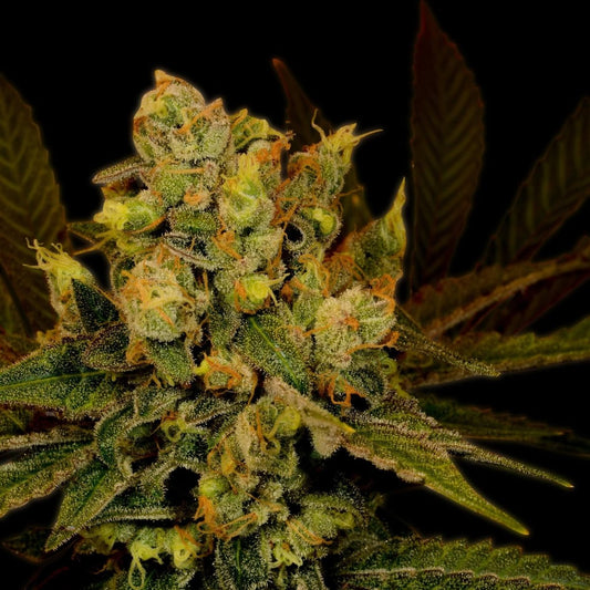 Blue Dream Seeds - Premium Cultivars