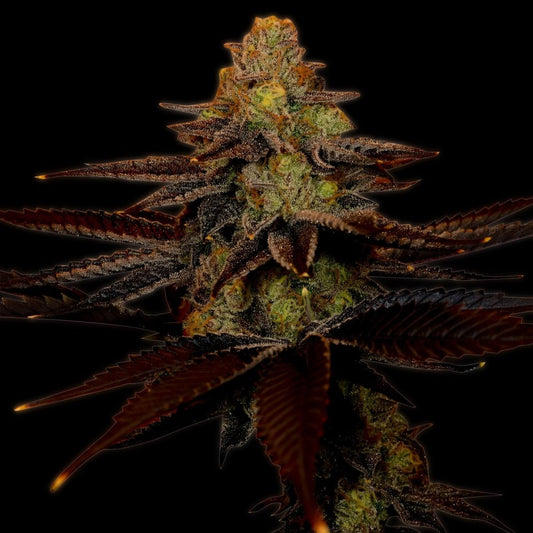 Blue Dream Seeds - Premium Cultivars