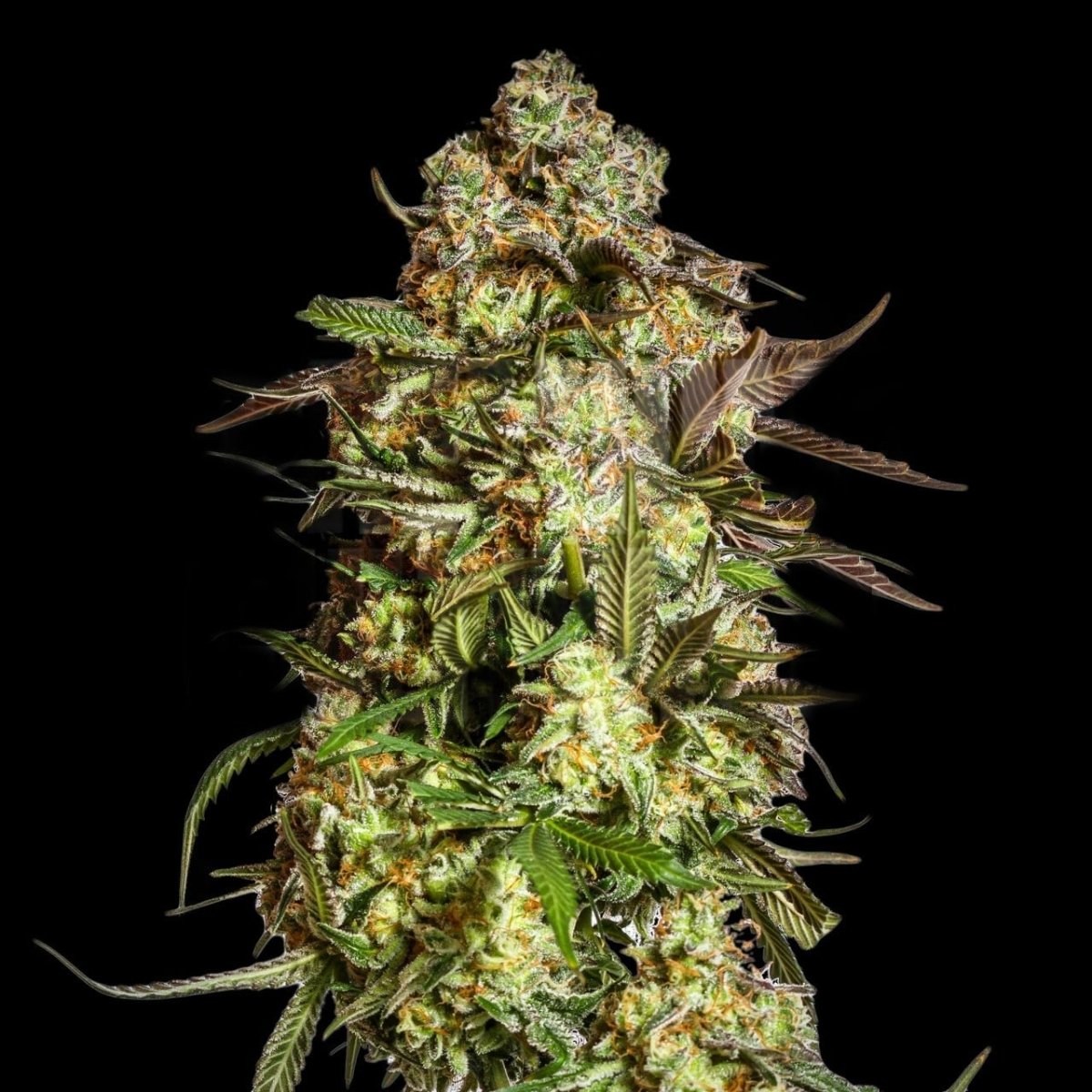 Blue Dream Seeds - Premium Cultivars