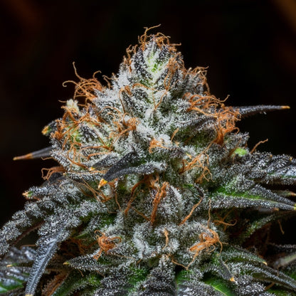 Blue Dream Seeds - Premium Cultivars