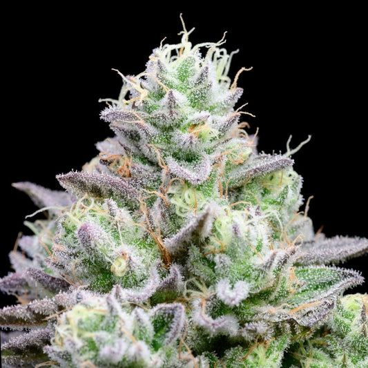 🎁 Blue Zushi Seeds (100% off) - Premium Cultivars
