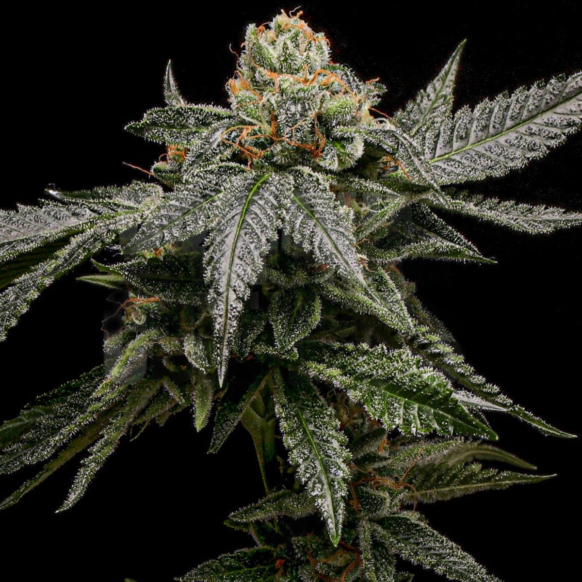 🎁 Bruce Banner Autoflower Seeds (100% off)