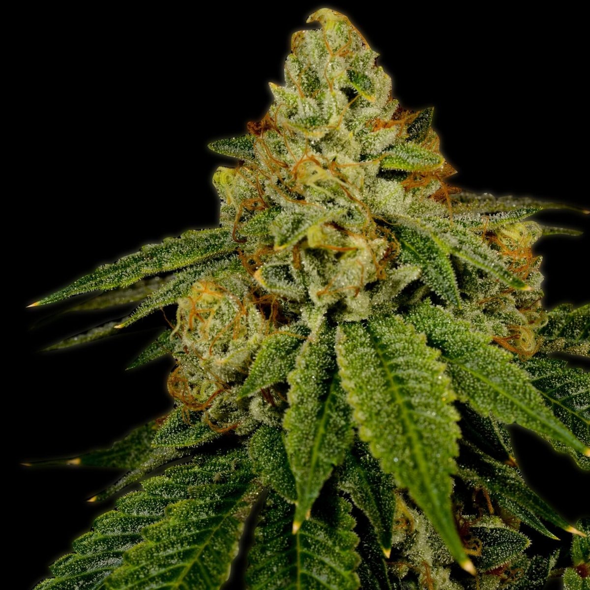 Bruce Banner Feminized Cannabis Plant