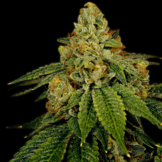 Bruce Banner Feminized Cannabis Plant