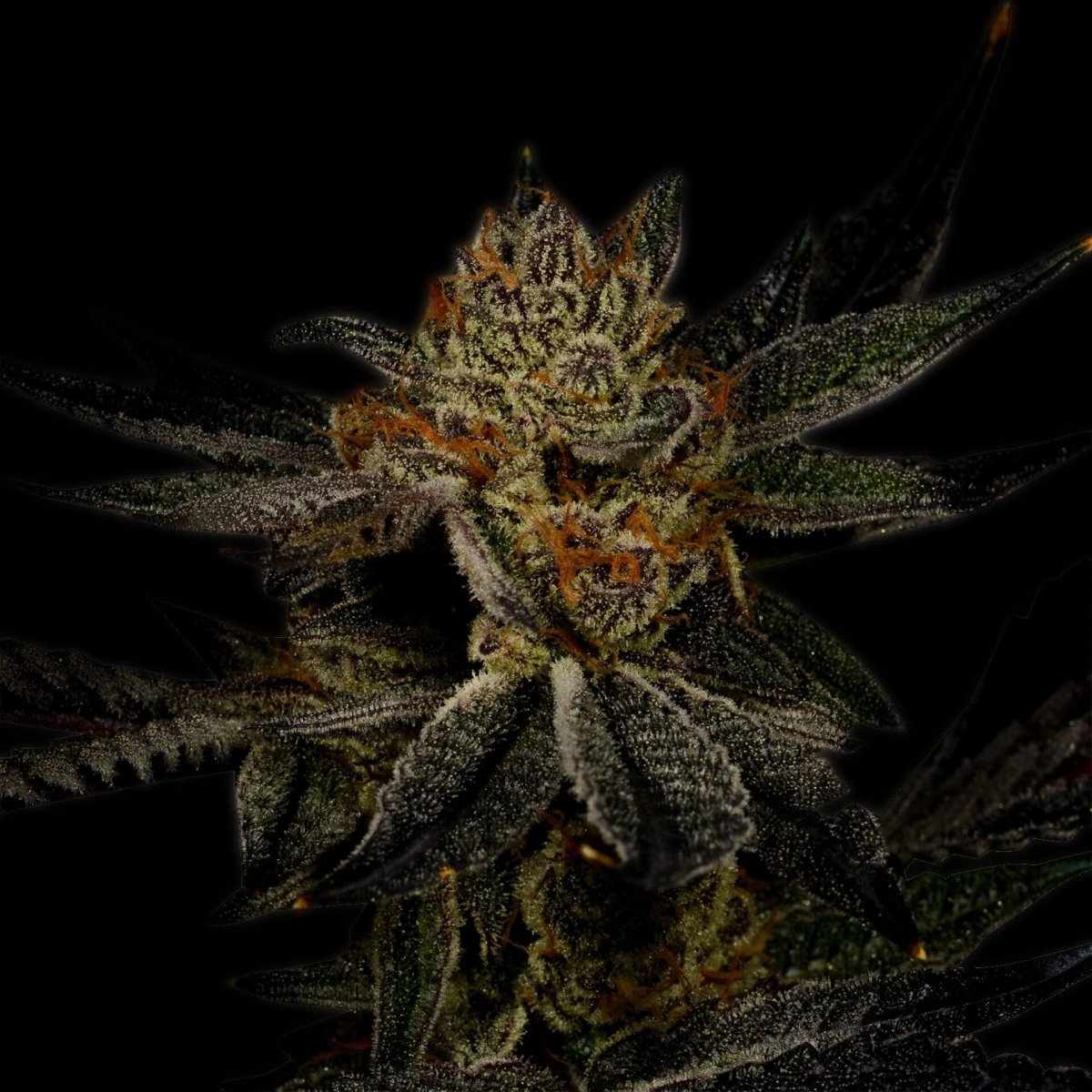 Bubba Kush Cannabis Autoflower Plant