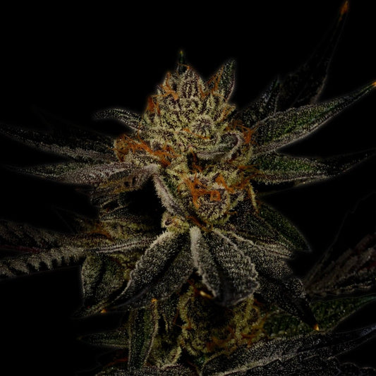 Bubba Kush Cannabis Autoflower Plant