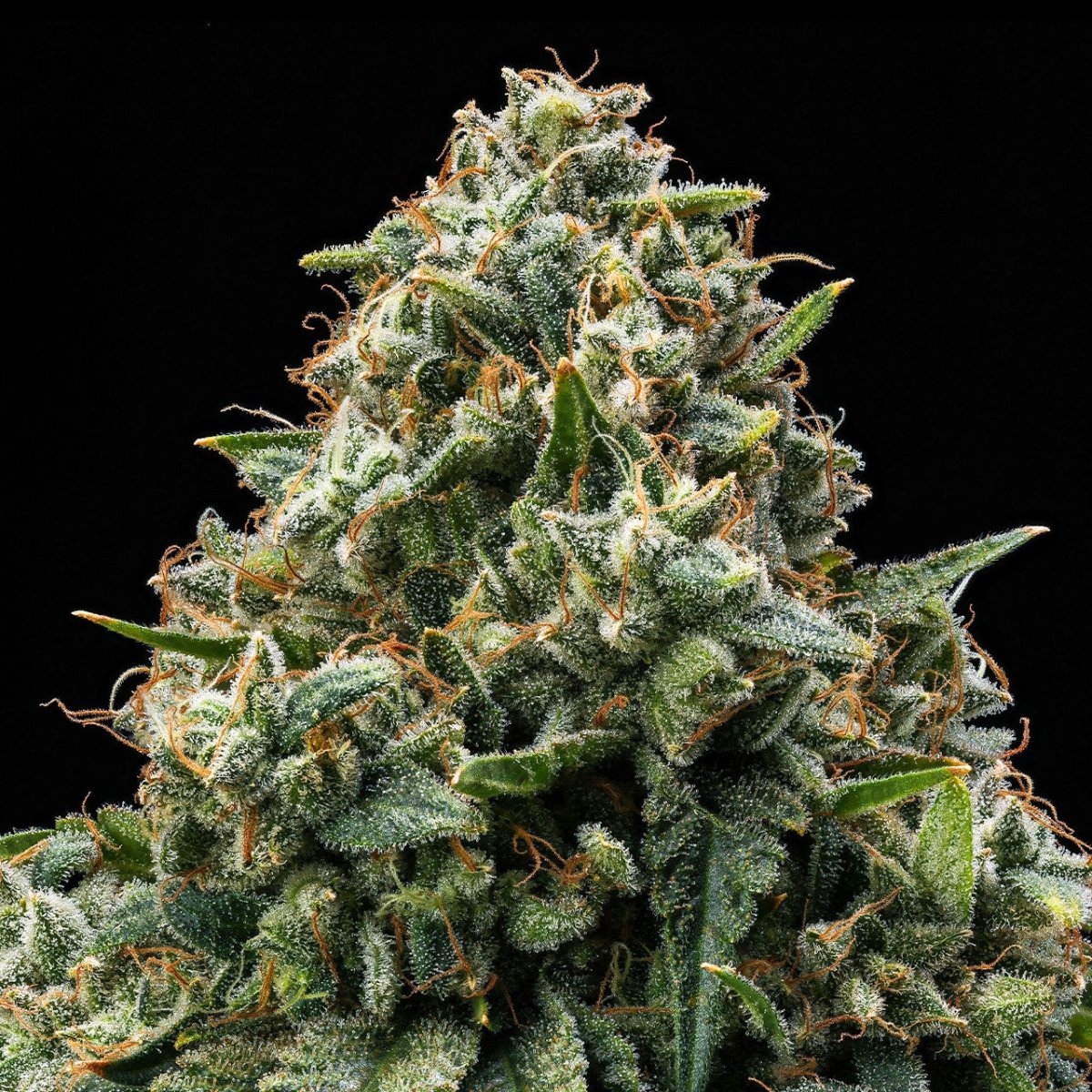 Bubba Kush Plant