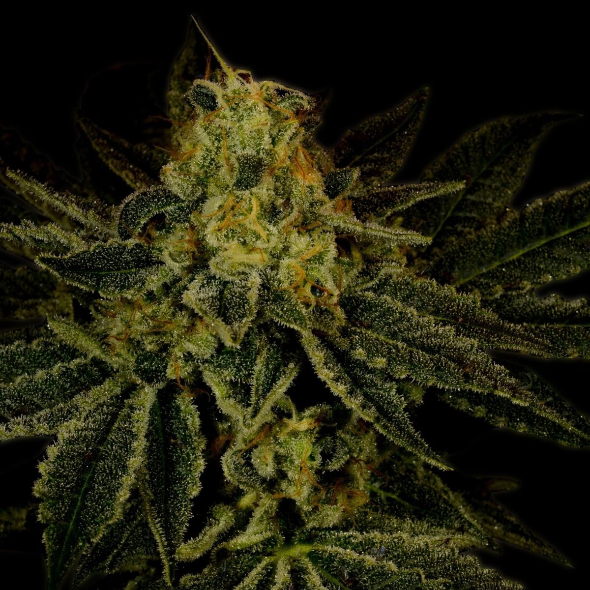 🎁 Bubble Gum Seeds (100% off) - Premium Cultivars