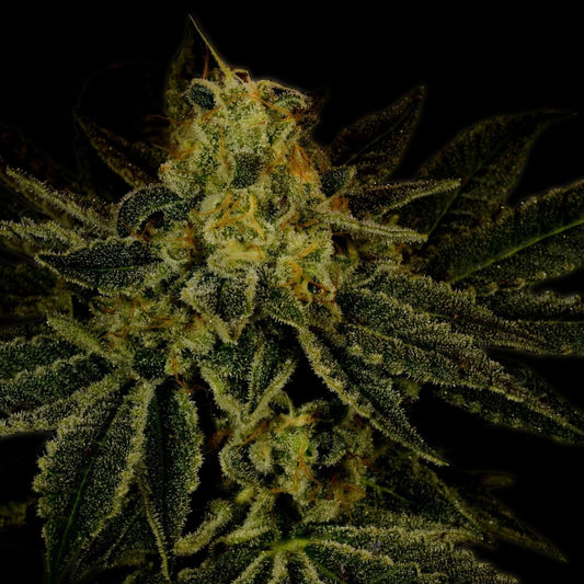 🎁 Bubble Gum Seeds (100% off) - Premium Cultivars