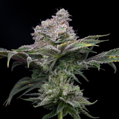 Cadillac Rainbow Strain