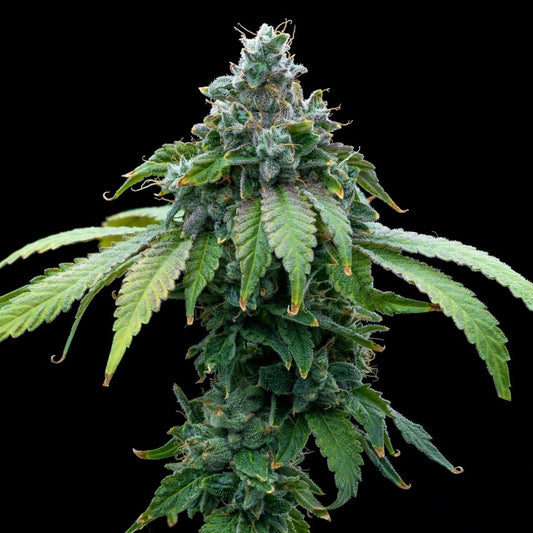 🎁 Cafe Racer Seeds (100% off) - Premium Cultivars