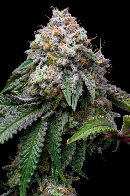 Cake Batter Seeds - Premium Cultivars