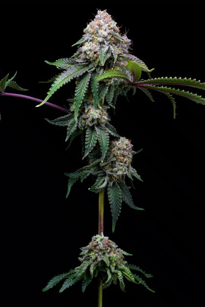 Cake Batter Seeds - Premium Cultivars