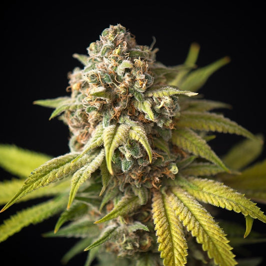 🎁 Cake Crasher Seeds (100% off) - Premium Cultivars