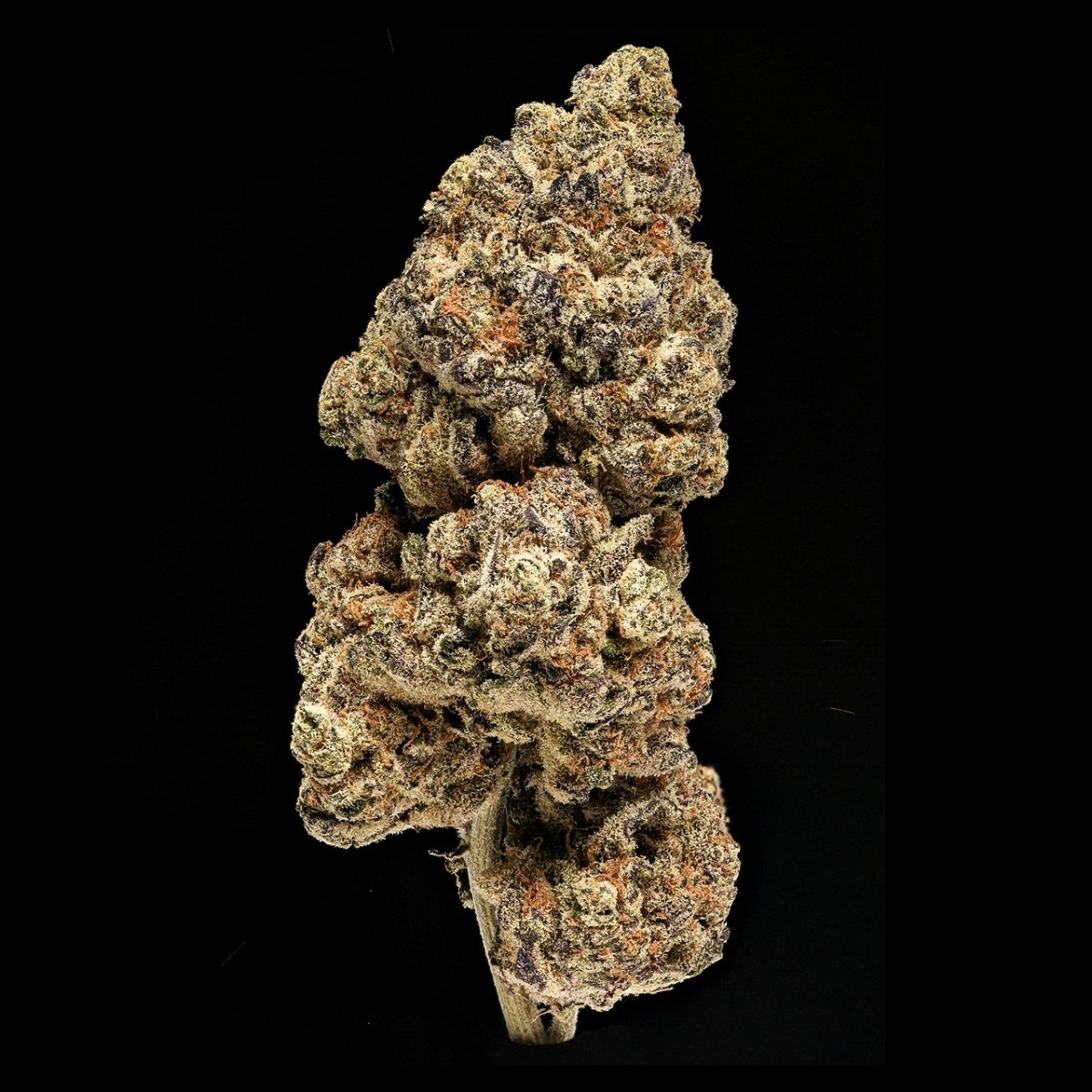 Cake Crasher Seeds - Premium Cultivars