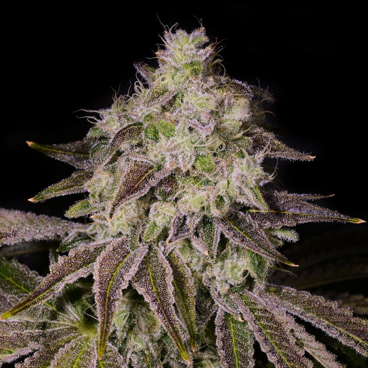 🎁 Cake Mix Seeds (100% off) - Premium Cultivars