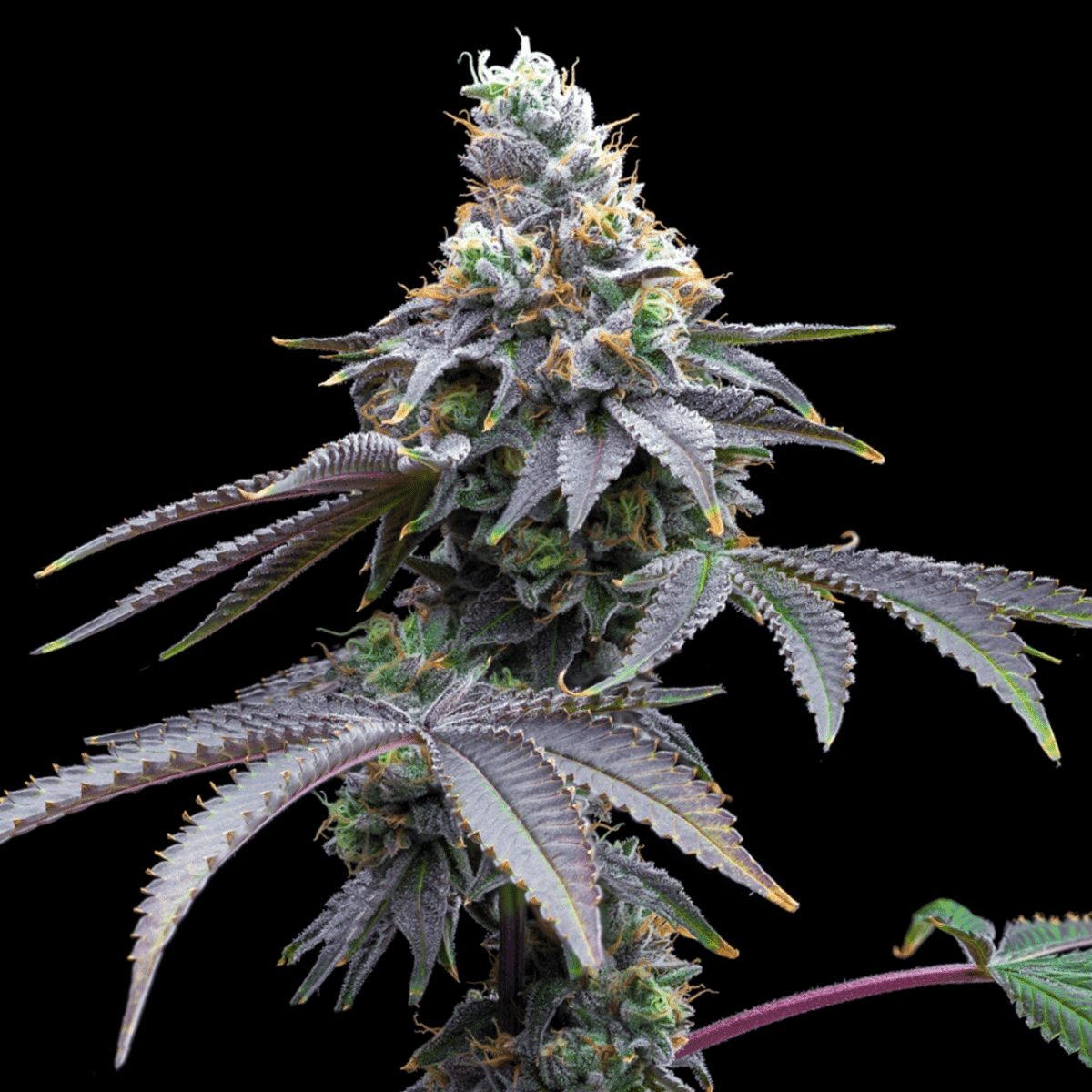 🎁 Candy Fumez Seeds (100% off) - Premium Cultivars