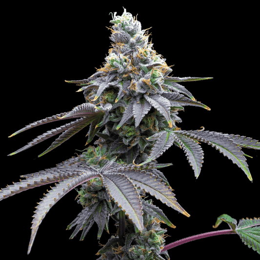 🎁 Candy Fumez Seeds (100% off) - Premium Cultivars