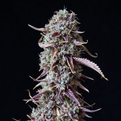 Candyland Seeds - Premium Cultivars
