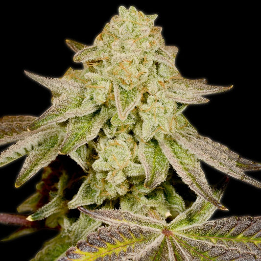 🎁 Cannatonic Seeds (100% off) - Premium Cultivars