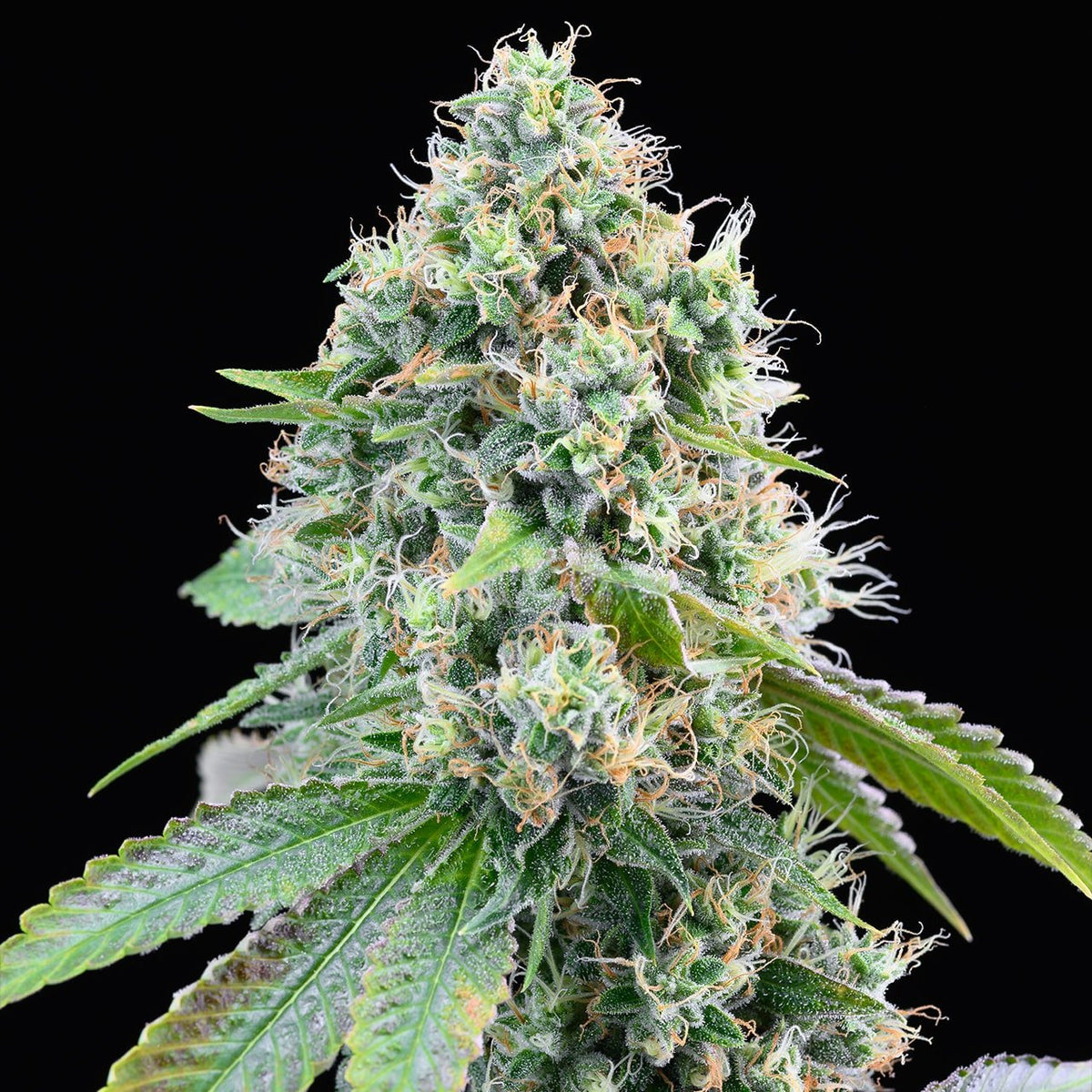 🎁 Cereal Milk Seeds (100% off)