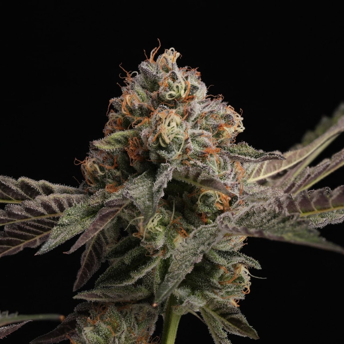 🎁 Cheetah Piss Seeds (100% off) - Premium Cultivars