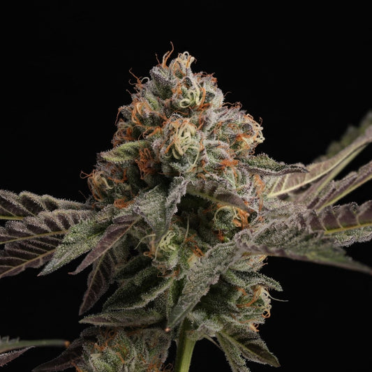 🎁 Cheetah Piss Seeds (100% off) - Premium Cultivars