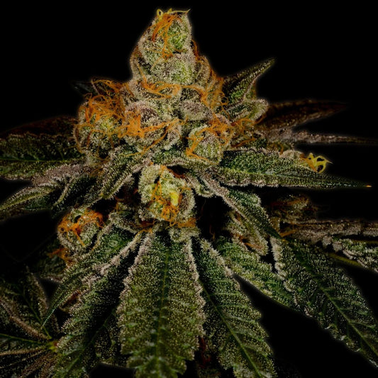🎁 Chemdawg Autoflower Seeds (100% off) - Premium Cultivars