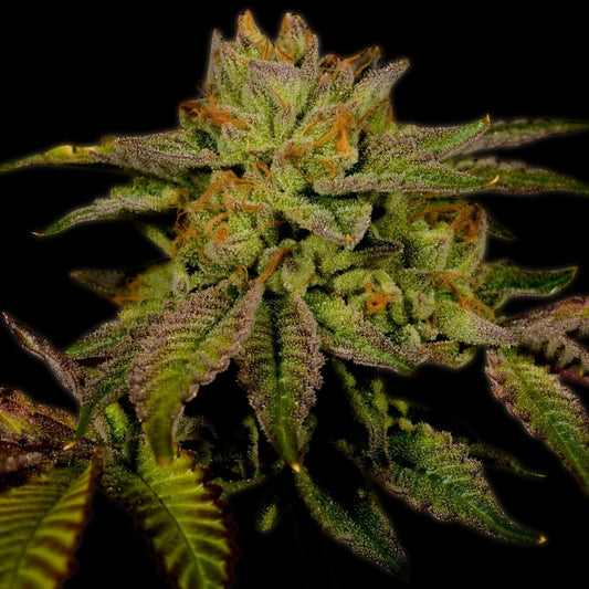 🎁 Cherry Pie Autoflower Seeds (100% off) - Premium Cultivars