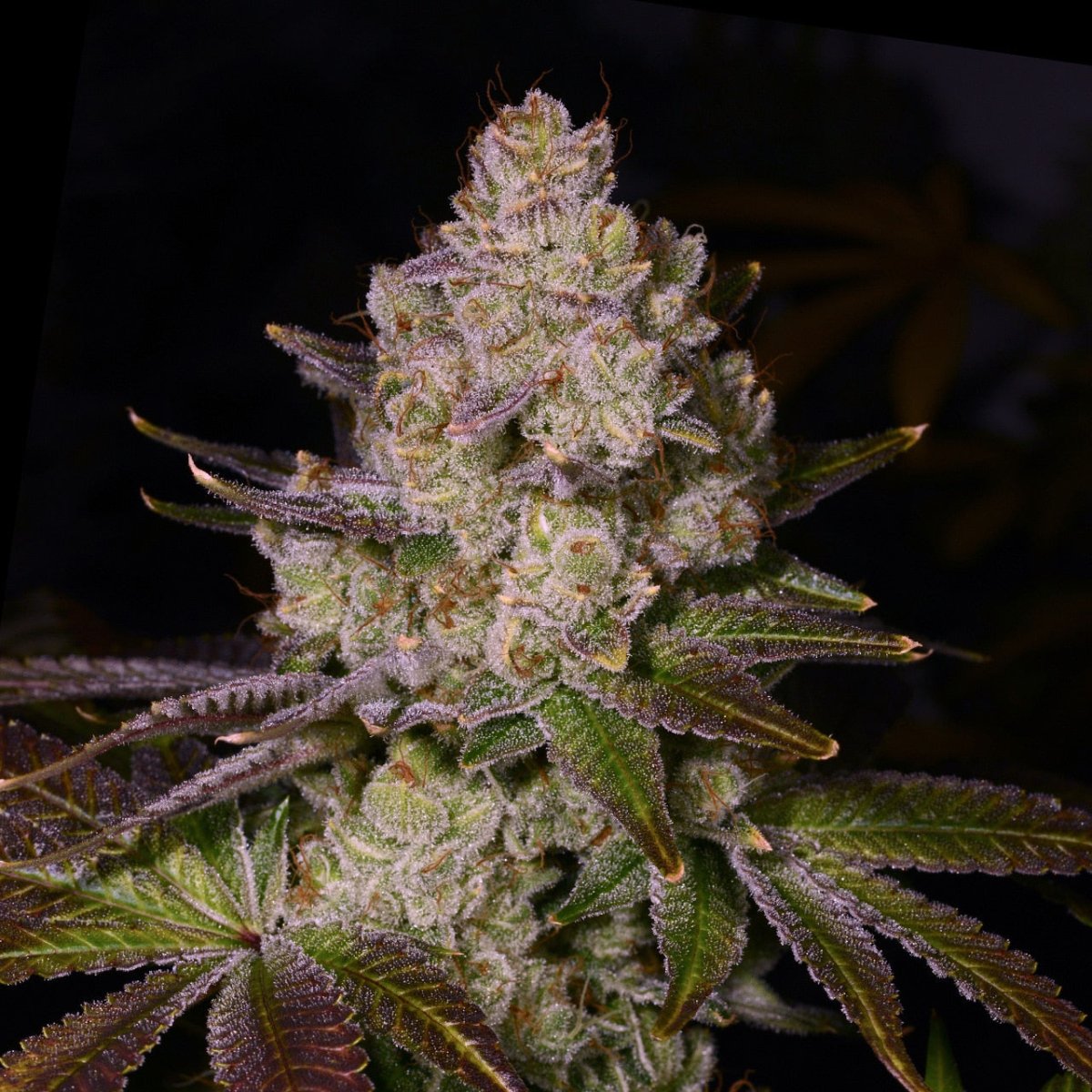 🎁 Cherry Pie Seeds (100% off) - Premium Cultivars