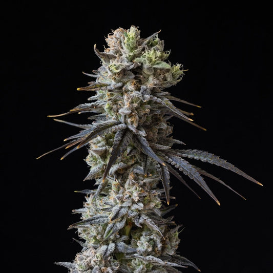 🎁 Cherry Popperz Seeds (100% off) - Premium Cultivars