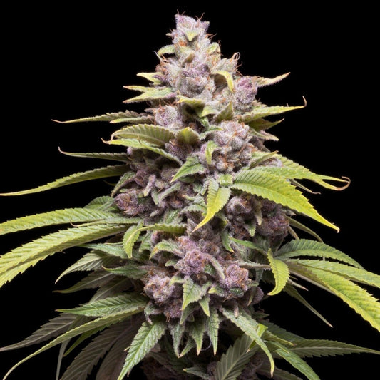 🎁 Cherry Punch Seeds (100% off) - Premium Cultivars