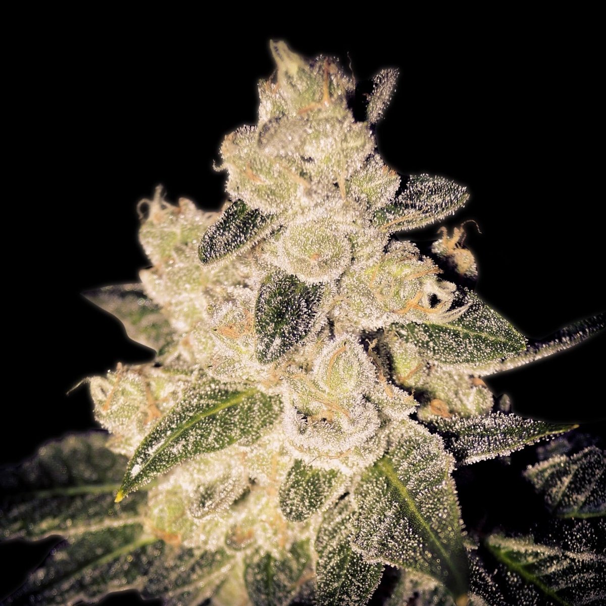 Cinderella 99 Autoflower Plant