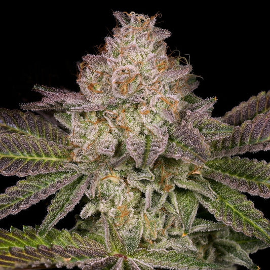 🎁 Collins Ave Seeds (100% off) - Premium Cultivars