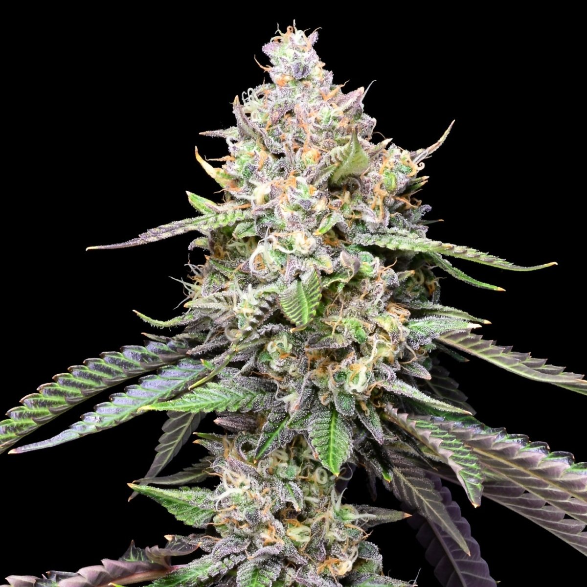 🎁 Cookies and Cream Seeds (100% off) - Premium Cultivars