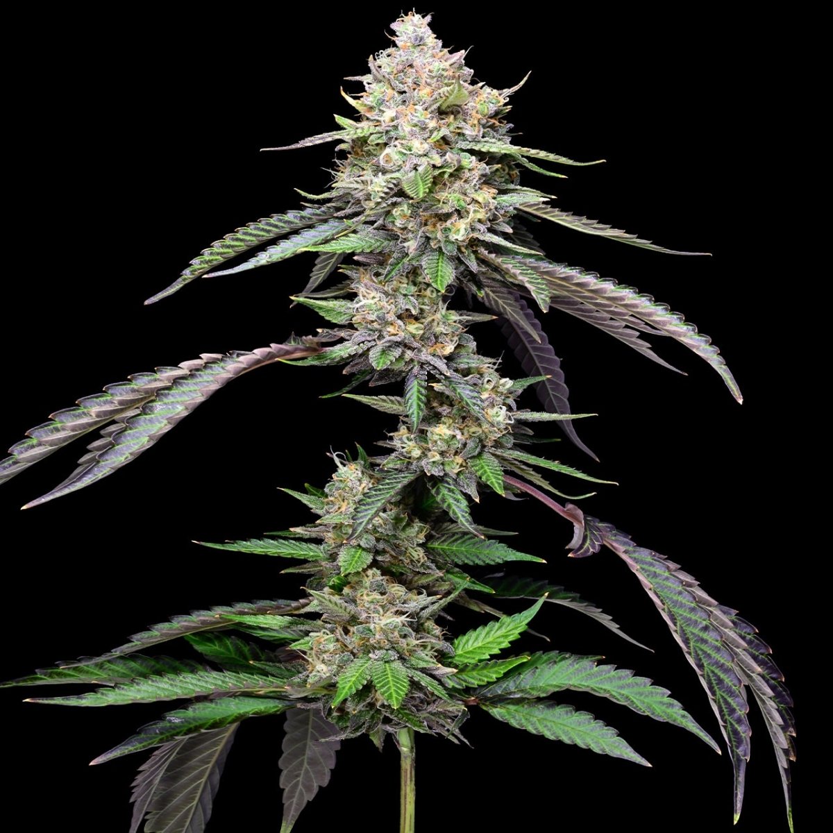 Cookies and Cream Seeds - Premium Cultivars