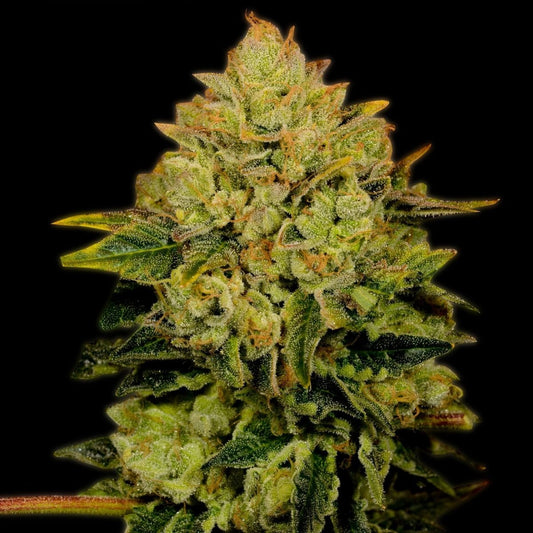 🎁 Critical Mass Autoflower Seeds (100% off) - Premium Cultivars