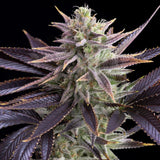 🎁 Dolato Seeds (100% off)